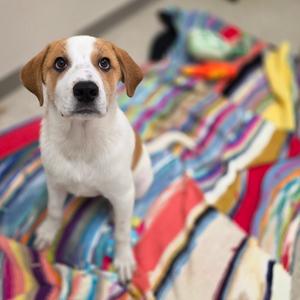 Falcon, Hound, available for adoption
