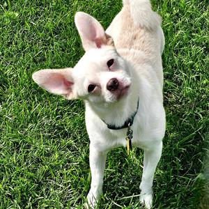 Ollie, Chihuahua, young, available for adoption