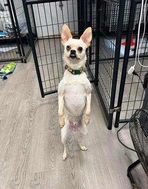 Sid, Chihuahua, young, available for adoption
