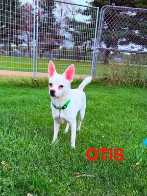Otis, Chihuahua, young, available for adoption