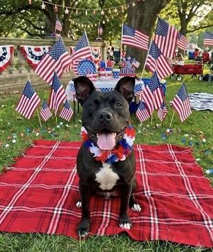 Lou, Pit Bull Terrier / Mixed Breed, young, available for adoption