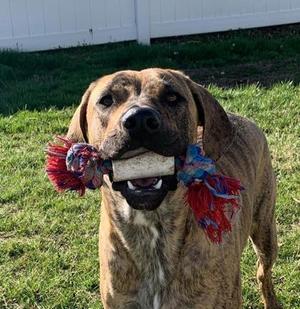 Winooski, Mixed Breed, adult, available for adoption
