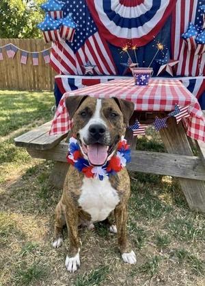 Max, Mixed Breed, young, available for adoption