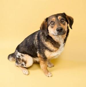 A medium-sized dog with brown, black, and white fur sits on a plain yellow background, looking towards the camera with a slightly tilted head.