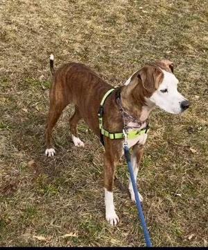 A brindle and white dog wearing a yellow harness and a blue leash stands on a grassy area.