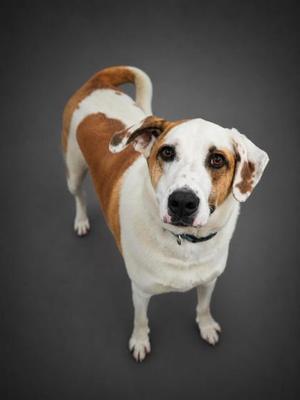 Buck, Hound / Great Pyrenees, adult, available for adoption