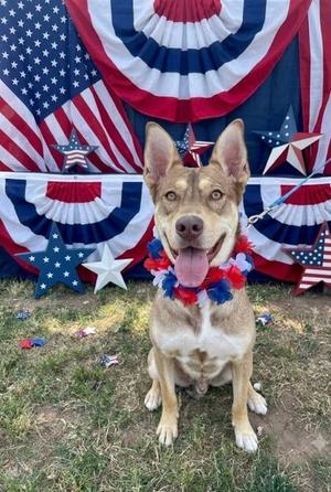 Hank, Siberian Husky / Shepherd, young, available for adoption
