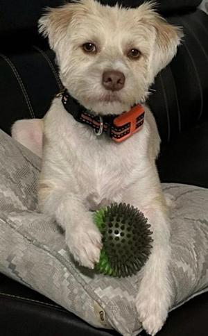 Lucas, Poodle, adult, available for adoption