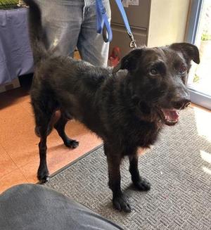Lucky, Schnauzer / Flat-Coated Retriever, young, available for adoption