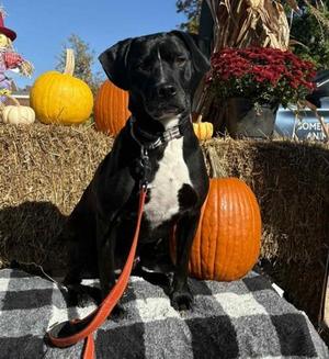 Diesel, Beagle / Labrador Retriever, adult, available for adoption