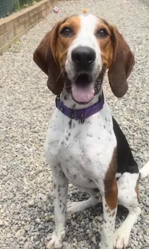 Hank, Treeing Walker Coonhound / Mixed Breed, young, available for adoption