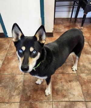Blue, Husky, young, available for adoption