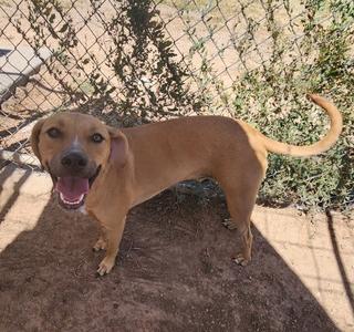 A brown dog with a happy expression standing on a dirt ground, with a chain-link fence and greenery in the background.