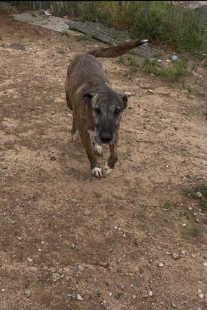 A brown and black dog with a long tail walking on a dirt path.