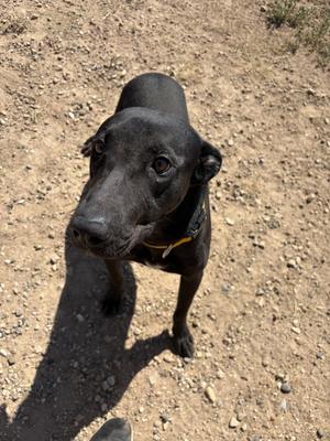 Baloo, Labrador Retriever, young, available for adoption