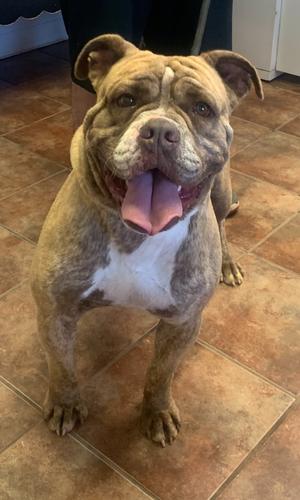 A brown and white dog with a happy expression, sitting on a tiled floor.