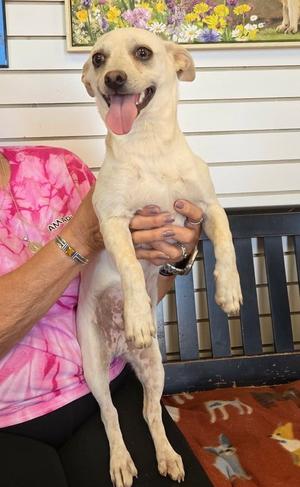 Raspy, Chihuahua / Dachshund, puppy, available for adoption