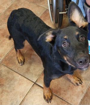 Jolene, German Shepherd Dog, young, available for adoption