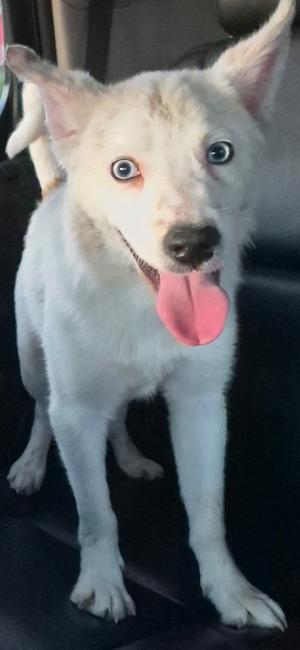 Orion, Australian Shepherd, puppy, available for adoption