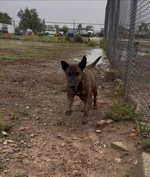 A brown dog with pointed ears and a black muzzle is walking on a dirt path next to a chain-link fence. The background shows a grassy area and some parked vehicles.