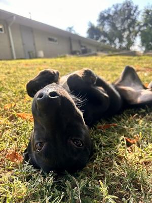 COTTON, Labrador Retriever/Shepherd, available for adoption