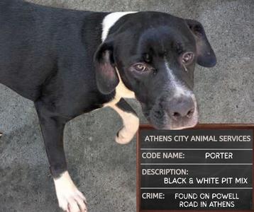 A black and white pit mix dog with a white patch on its chest and a white stripe on its face, standing on a concrete surface. The dog has a black nose and expressive eyes. The image includes a text box with information about the dog, including its name, code name, description, and where it was found.