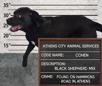 COHEN, Shepherd, adult, available for adoption