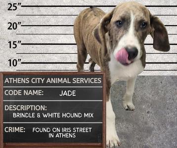 JADE, Hound/Mixed Breed, puppy, available for adoption