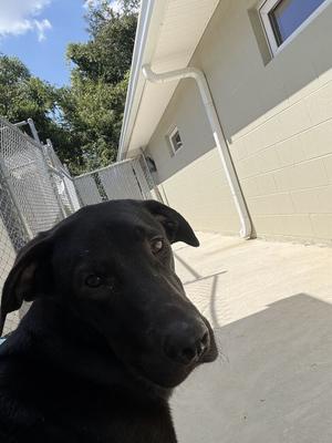 STETSON, Labrador Retriever/Shepherd, young, available for adoption