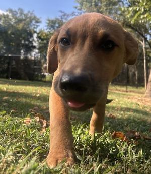 COPPER, Labrador Retriever/Shepherd, available for adoption