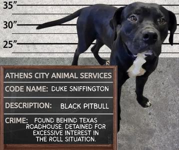 DUKE SNIFFINGTON, Pit Bull Terrier, adult, available for adoption