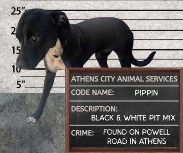 PIPPIN, Labrador Retriever/Mixed Breed, available for adoption