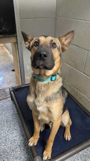 A German Shepherd dog sitting on a blue mat, wearing a green collar, with its ears perked up and looking directly at the camera.
