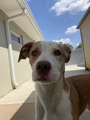 SOMBRERO, Shepherd/Labrador Retriever, available for adoption