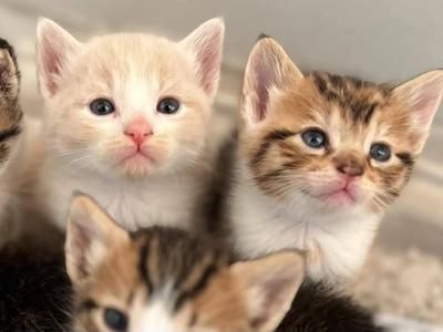 -Seeking Foster Homes- North OC, kitten, available for adoption