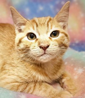 A ginger cat with a fluffy coat and bright green eyes, lying down with a colorful, dreamy background.