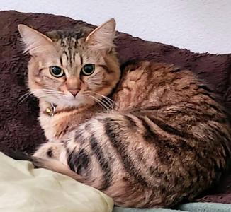 Charlotte - Rancho Cucamonga PetSmart, adult, available for adoption
