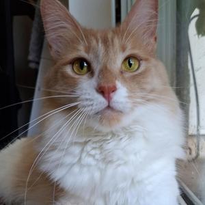 Buttercup, kitten, available for adoption