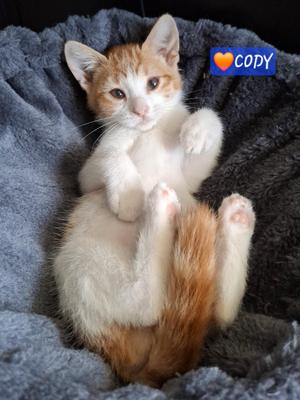 Cody, kitten, available for adoption