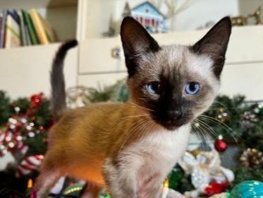 Cats In Need