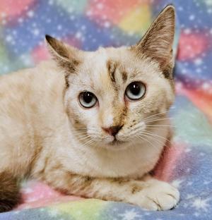 A light-colored cat with striking blue eyes lying on a colorful, starry blanket.