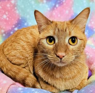 Alice - Rancho Cucamonga PetSmart, young, available for adoption