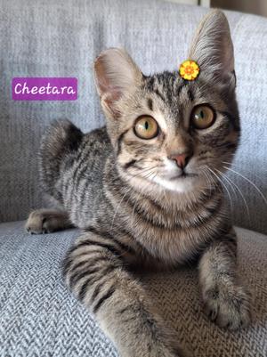 Cheetara - Your kitty's new bestie..., kitten, available for adoption