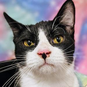 Andy - Rancho Cucamonga PetSmart, adult, available for adoption