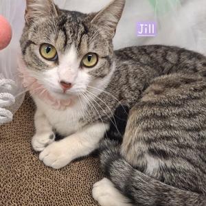 A tabby cat with white chest and paws, wearing a pink collar, is lying down. The word "Jill" is written in purple text on the image.
