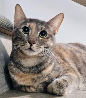 BonBon - Rancho Cucamonga PetSmart, young, available for adoption
