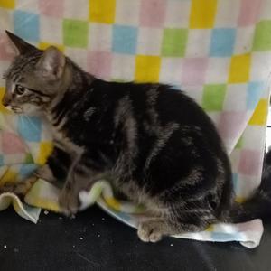Cutie, young, available for adoption