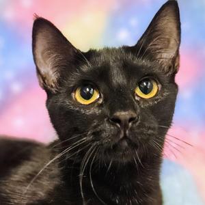 Daisy - Rancho Cucamonga PetSmart, kitten, available for adoption