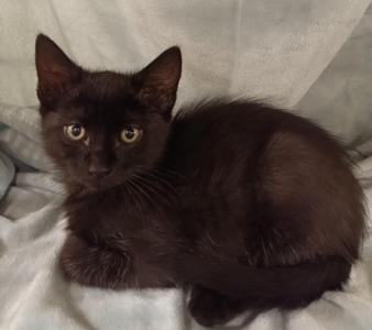 Arthur, kitten, available for adoption