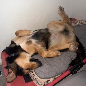 Bolt, Shepherd, Australian, young, available for adoption